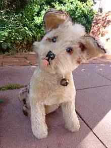 Bildschöner, alter Mohair Hund mit braunen Glasaugen & Glöckchen an der Brust.